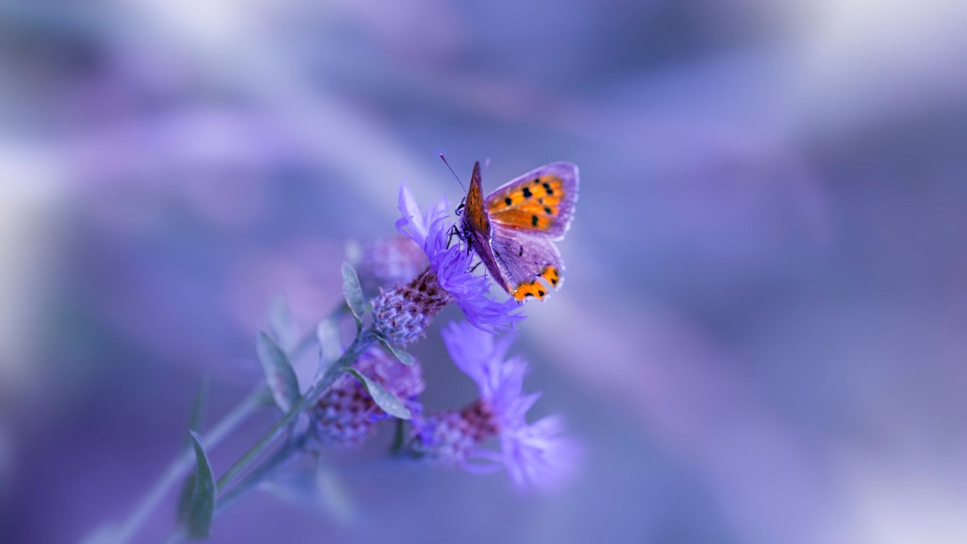 _华夏杯全国青少年网球挑战赛:新星闪耀绿茵场_,2021全国青少年网球比赛