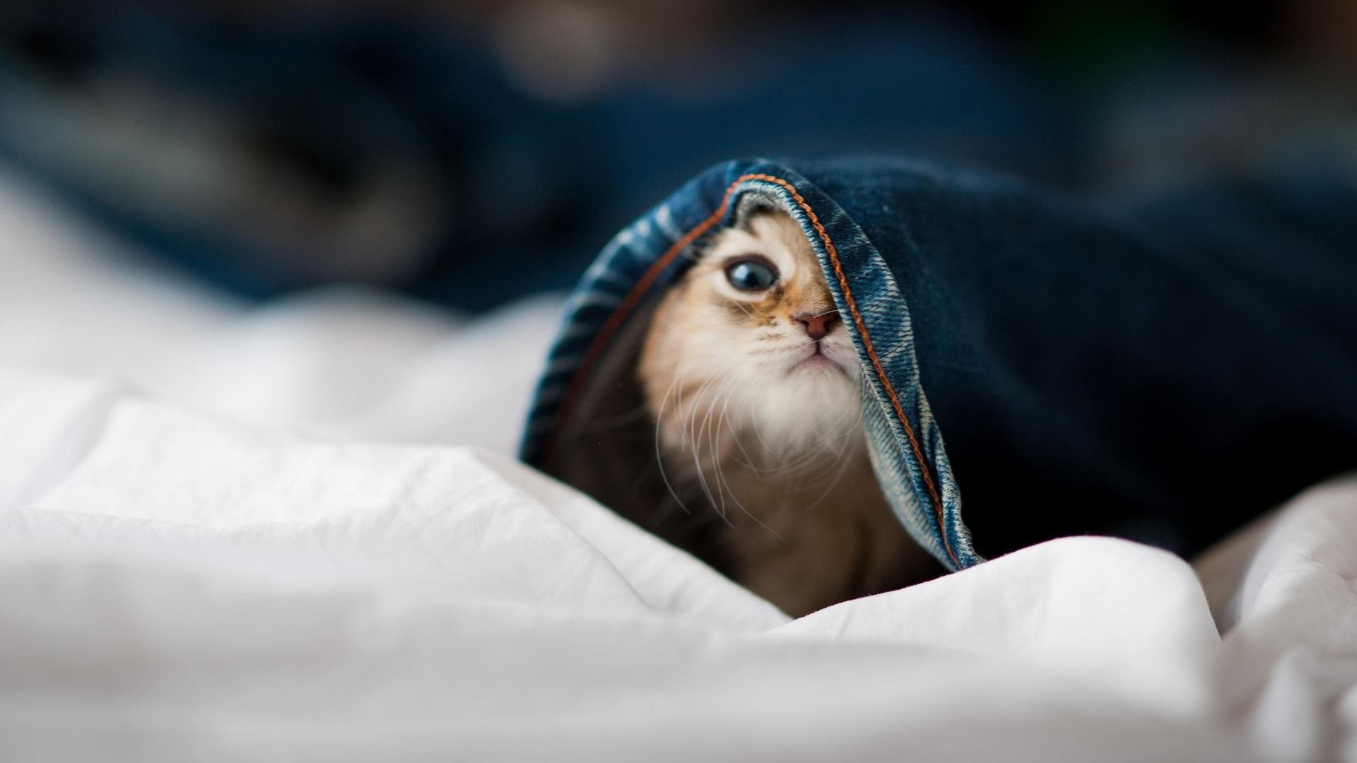 “场外精彩:明星球员的温馨生活瞬间”,明星球员足球