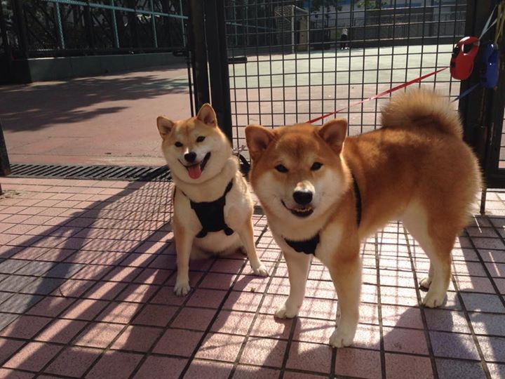 爱游戏体育平台-“西甲激烈碰撞，争冠形势不断变化”，西甲局势