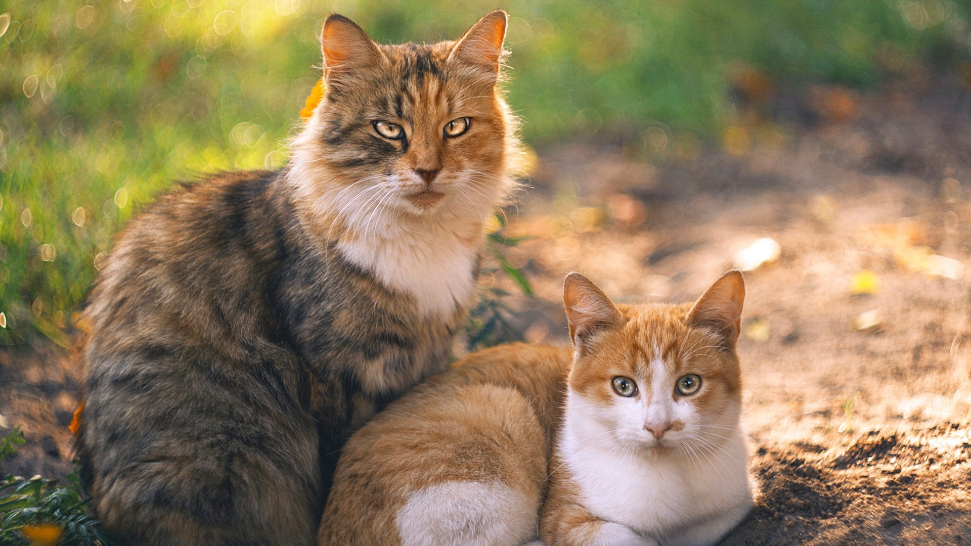 《电竞是如何成为新一代年轻人的精神寄托的》，电竞如何发展