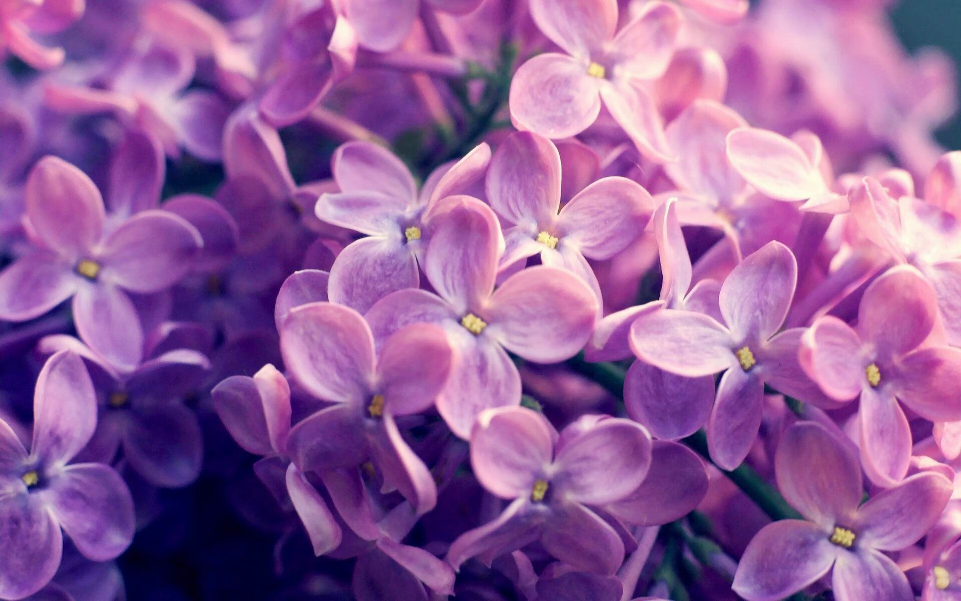 最热情的球迷团体：他们把比赛变成节日的狂欢，球迷氛围最好的球队