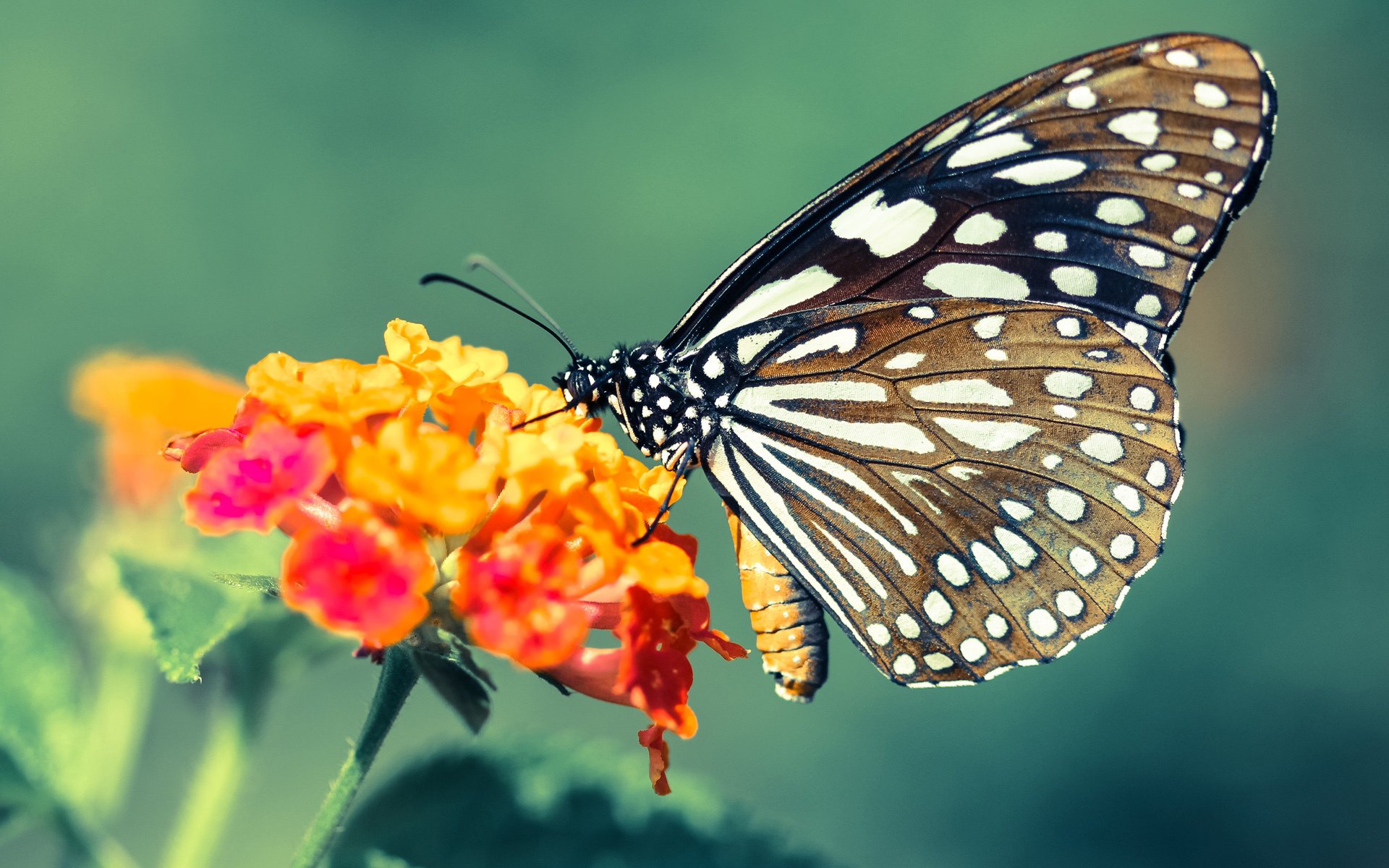 篮球文化节活动吸引大量篮球爱好者，篮球活动宣传标语