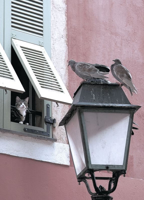 青少年裁判员培训体系不断优化,公平公正保障强化,青少年足球裁判员培训