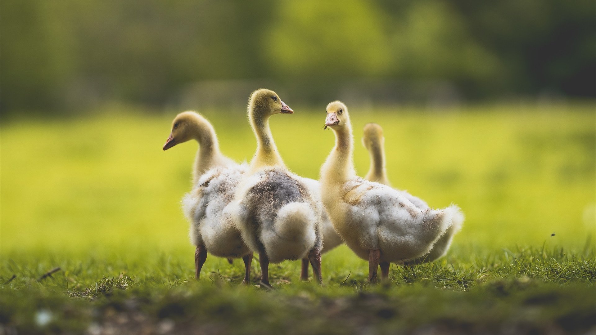 青少年裁判员培训体系不断优化,公平公正保障强化,青少年足球裁判员培训