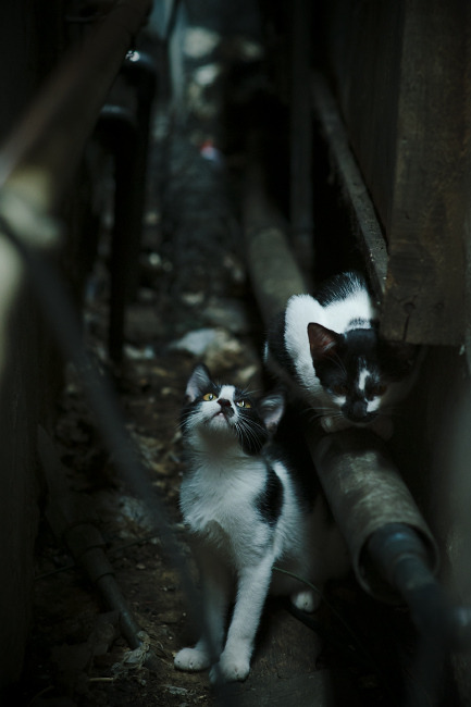 爱游戏-挑战者接受考验，勇往直前向着荣誉冠军冲击！，挑战者的挑战