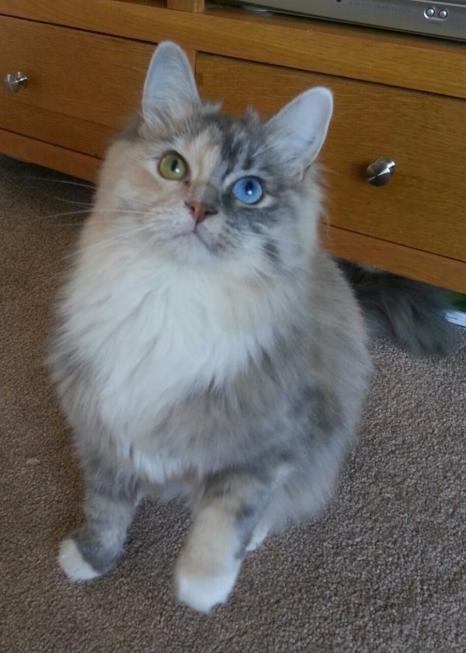 挑战重重,亚冠比赛彰显团队实力,亚冠冠军是谁