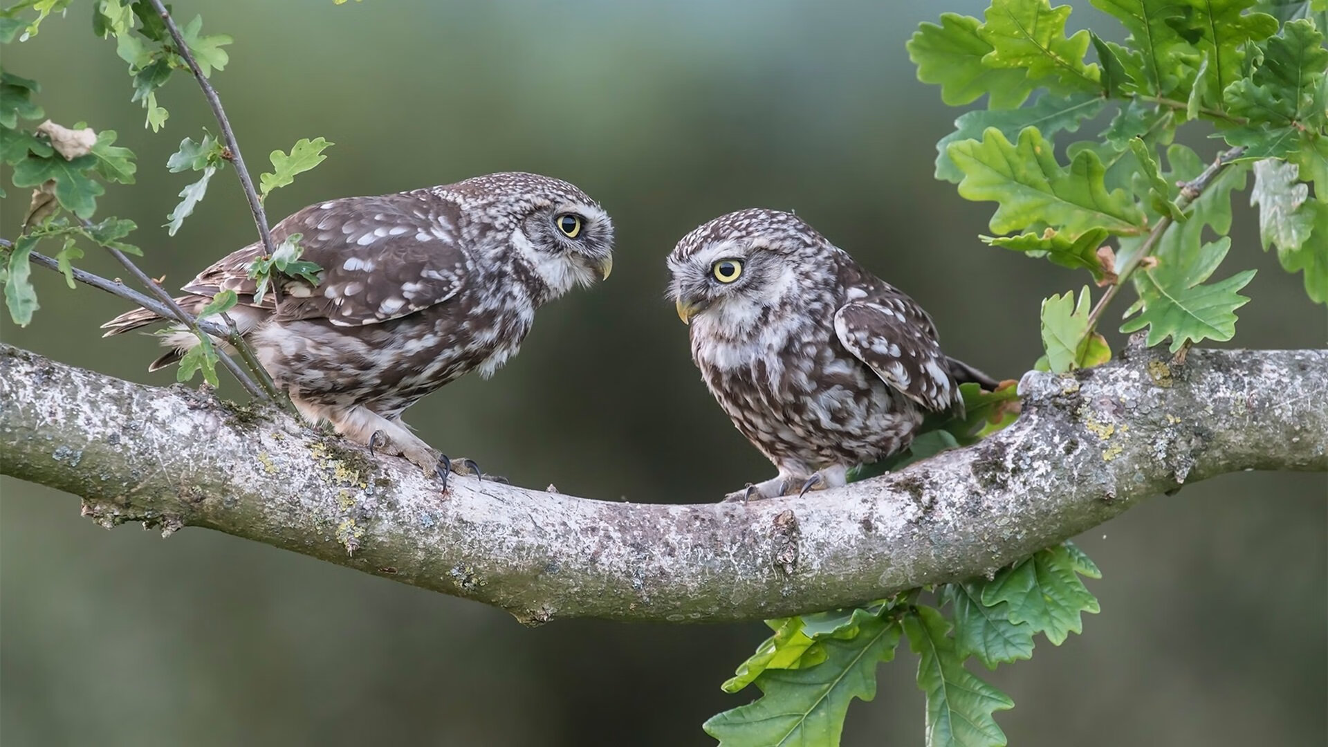曝光:瓦伦西亚险胜晋级,欧冠半决赛!,瓦伦西亚夺冠