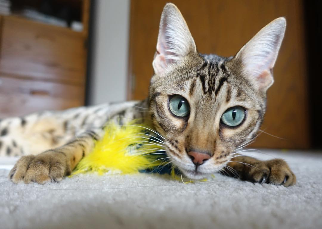 步行者压哨战胜凯尔特人,西部决赛中哈利伯顿创下生涯新高,哈利伯顿投篮