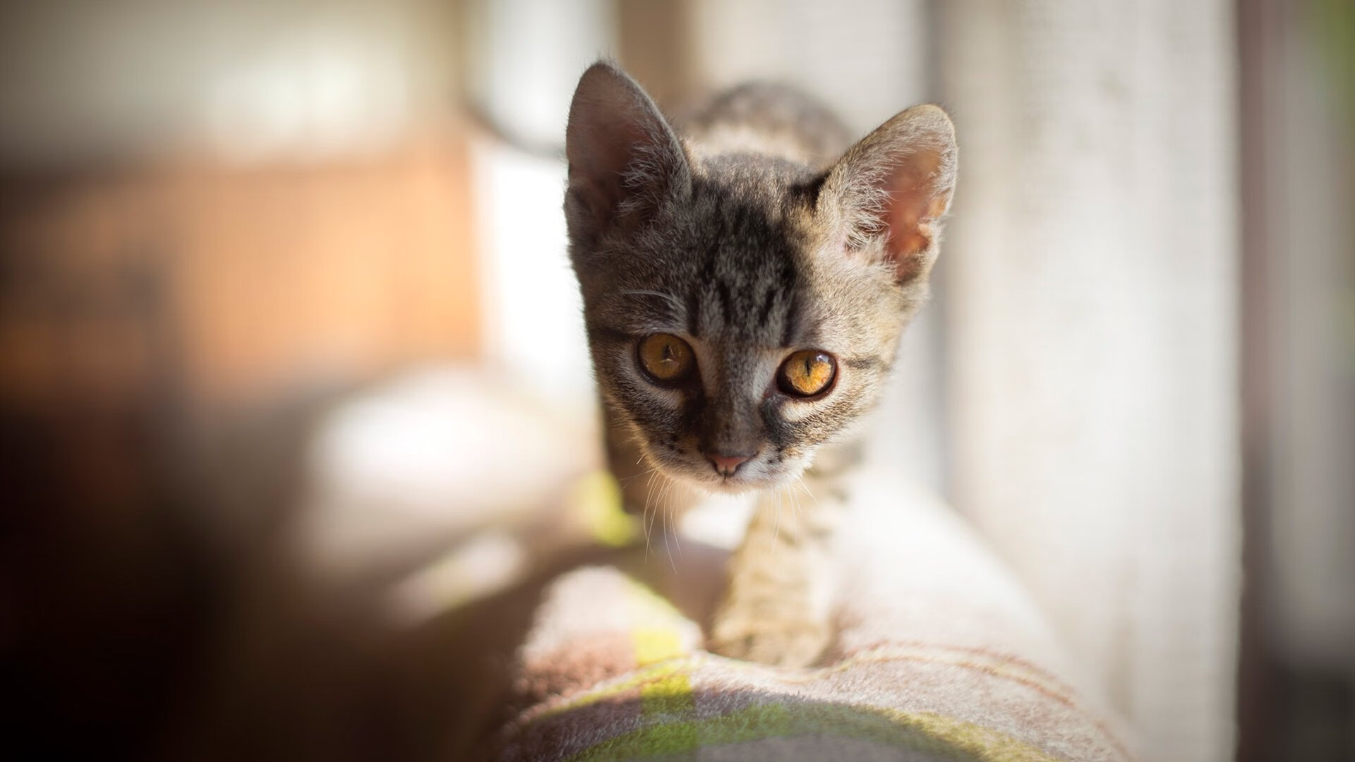 泰国队士气高涨，为荣誉而拼搏，泰国队第几个出场