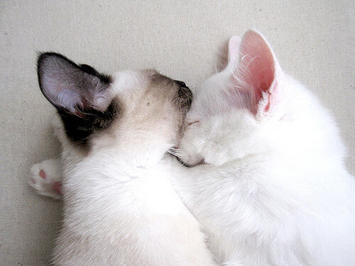 球员分享在全球杯篮球比赛中的感悟,篮球杯新闻