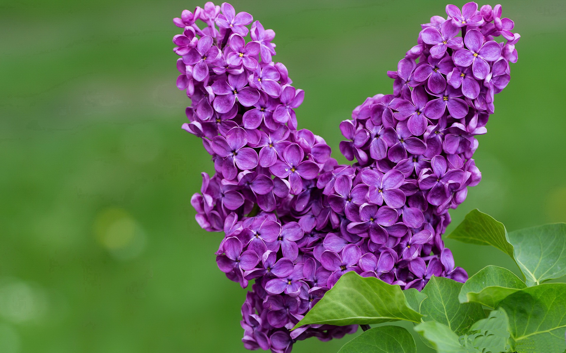 爱游戏体育APP下载-纽卡斯尔2-1富勒姆，主场取胜，纽卡斯尔联引援