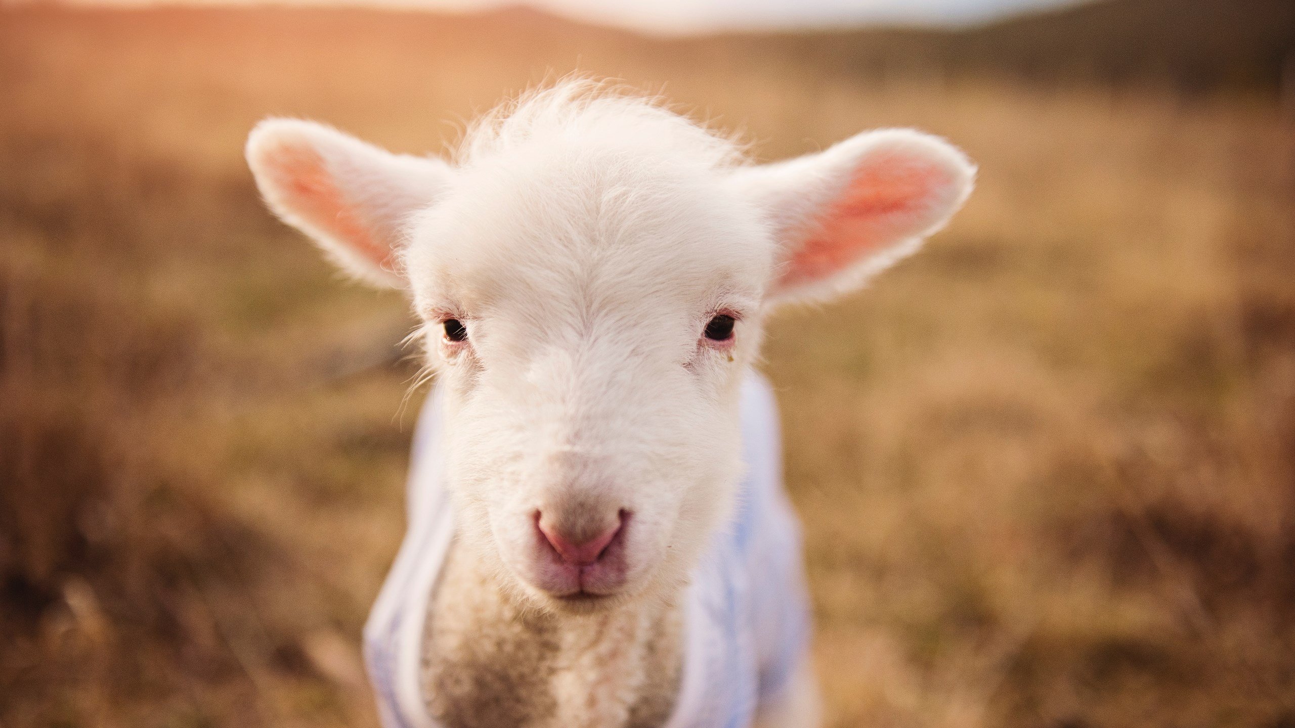 爱游戏体育app-纽卡斯尔联主场击败布莱顿保级前景良好，纽卡斯尔联球场