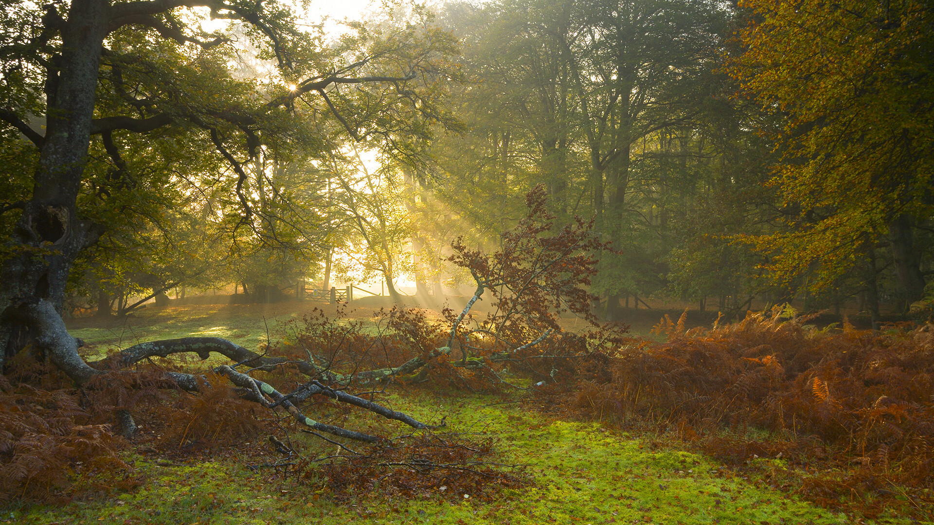 AYXSPORTSAPP-纽卡斯尔联反击锐利，喜鹊军团继续冲击前四，纽卡斯尔联队简介