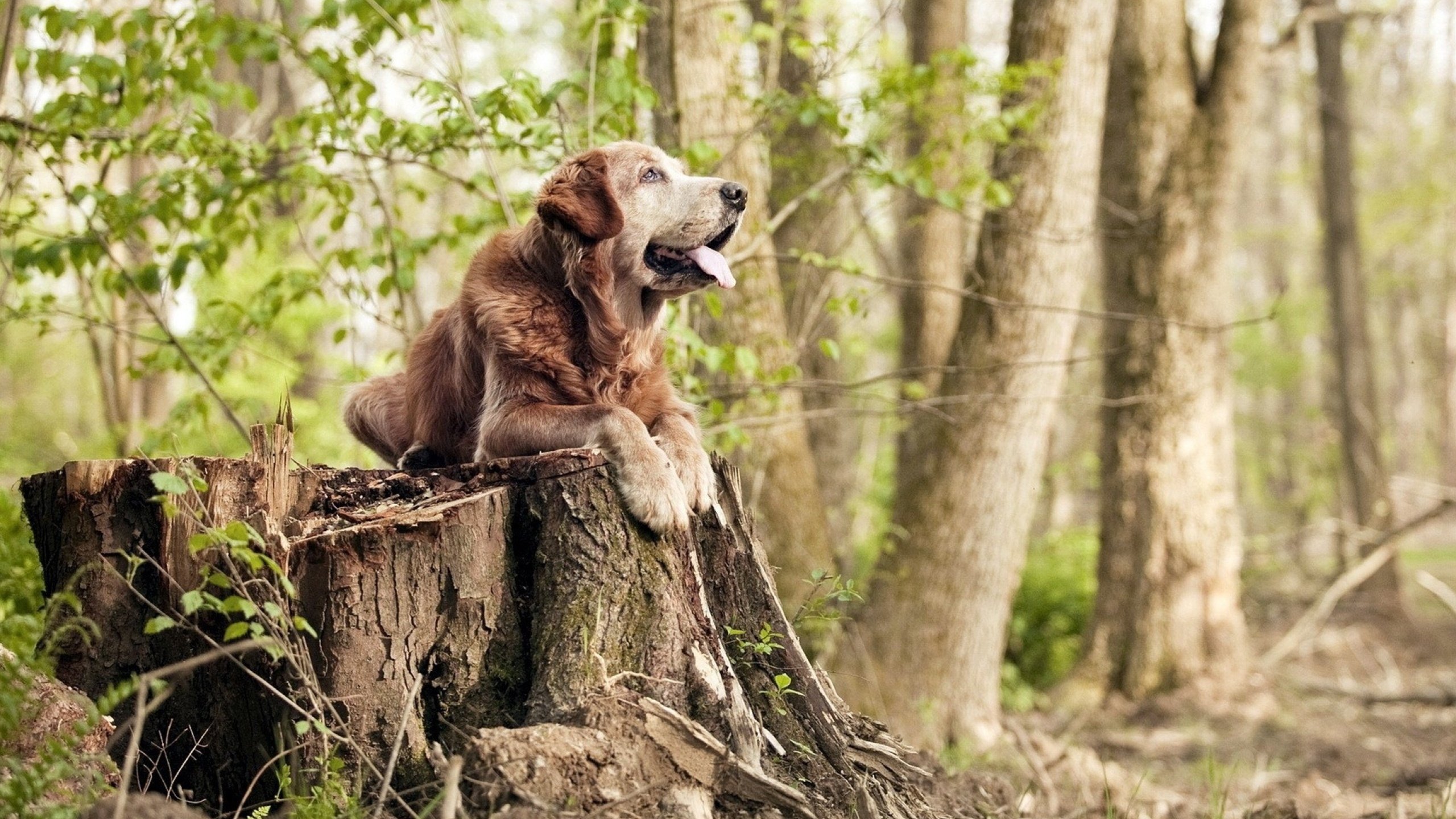 爱游戏 电竞-马耳他队大胜晋级！爱沙尼亚队只能望洋兴叹，马耳他对北爱尔兰