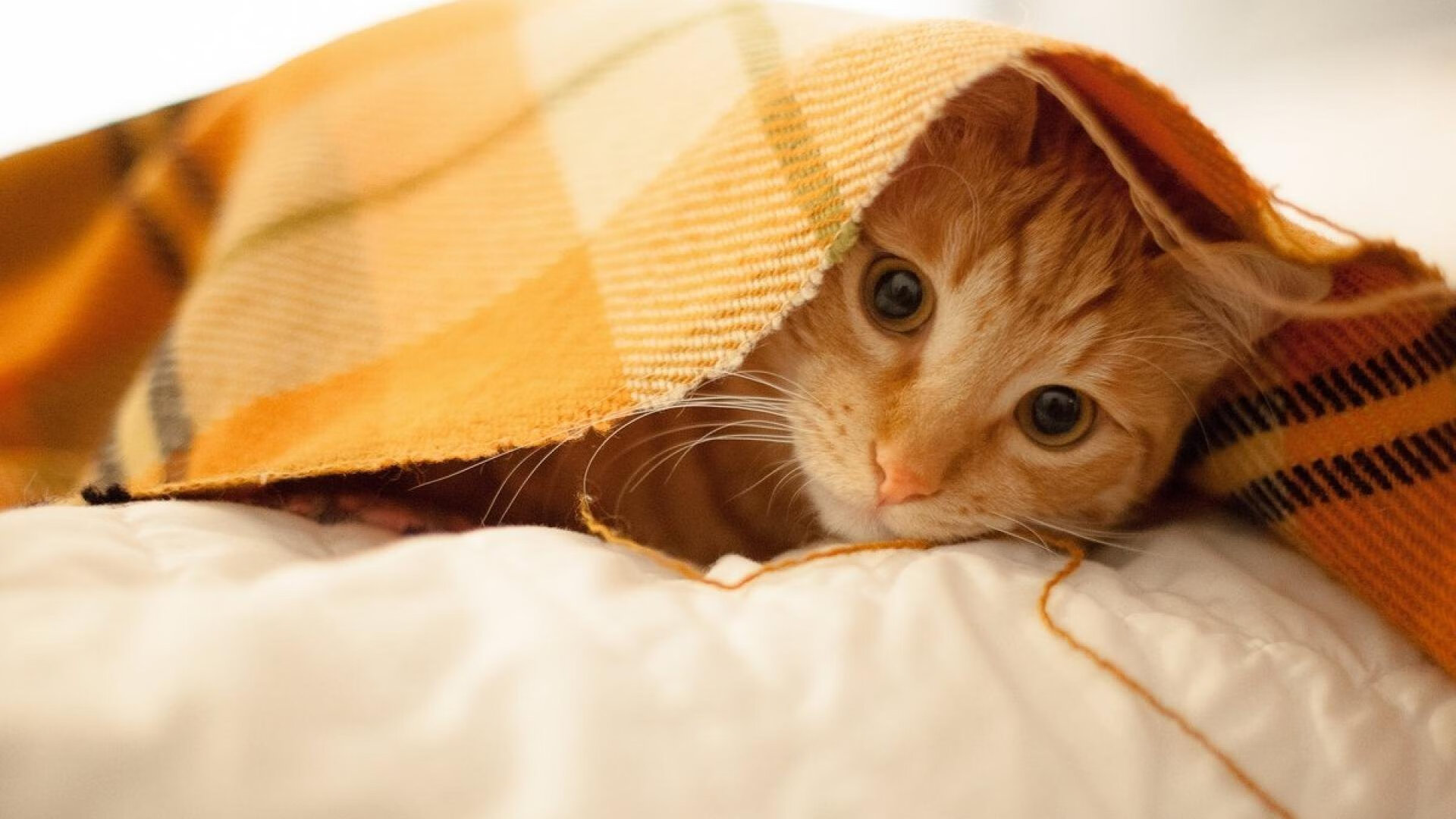 NBA球员全明星投票动态，nba全明星投票规则说明