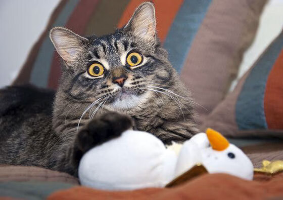 中国篮球联赛球队战术创新及实战应用案例分析，篮球技术创新