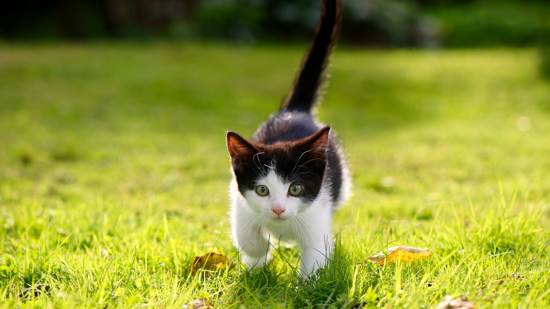 印度队未来发展:注重心理素质培养,提升比赛稳定性,印度队队服