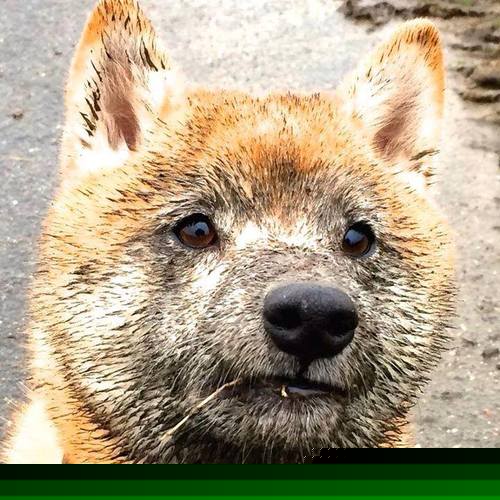 拜仁拟引进南美新秀拓展阵容深度,拜仁南美前锋