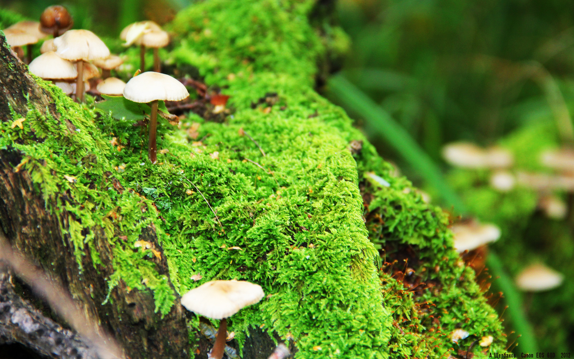 深圳领航队通过精准引援提升竞争实力,深圳领航者青年队领队