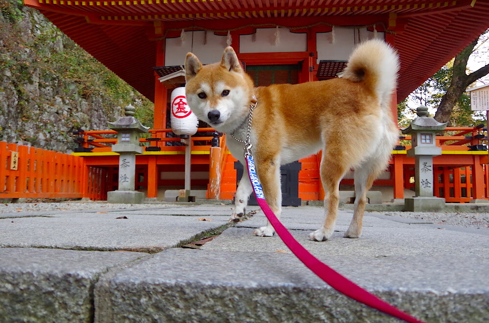特斯·冯·迪克：南非队的中场灵魂，传球精准，推动全队进攻，冯 斯特拉克