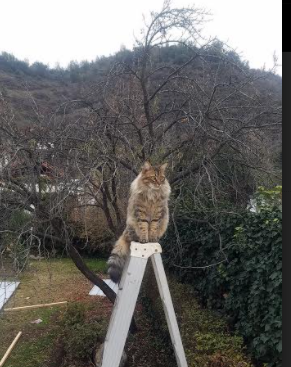 西甲极速反击：瞬间突破让敌人猝不及防，西甲录像回放极速